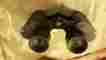 No5187 Trans World Vintage Binoculars 7x35