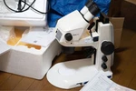 Zeiss Stemi 305 Edu Binocular Stereo Microscope Greenough Design - Tested Works. Fixed Price $1336.49.